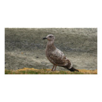 Bird Layers photo cards by thedustyphoenix Bird Layers photo cards