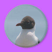 bird magnets