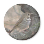 bird magnets