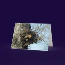 Bird Nest