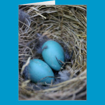 Bird Nest Card cards