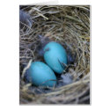 Bird Nest Card by DiEtte Bird Nest Card