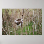 Bird Nest poster