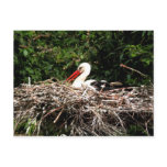 Bird Nesting Post Card