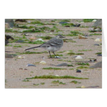 "Bird Northumberland England Beach" Card