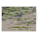 "Bird Northumberland England Beach" cards