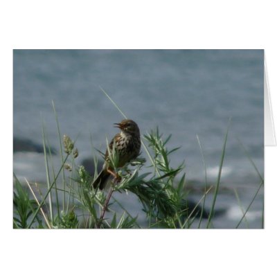 "Bird Northumberland England Beach" Greeting Card by MaryMcandrew