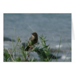 "Bird Northumberland England Beach" Greeting Card