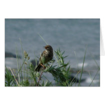 "Bird Northumberland England Beach" Greeting Card