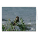 "Bird Northumberland England Beach" cards