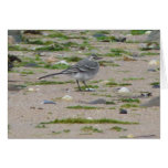 "Bird Northumberland England Beach" Card