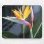 Bird of Paradise 10 Dreamy
