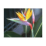 Bird of Paradise 10 Dreamy