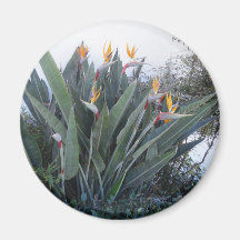 Bird of Paradise 2 Magnet