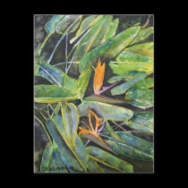 bird_of_paradise_2 postcards