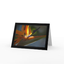 Bird-of-Paradise 3 Card
