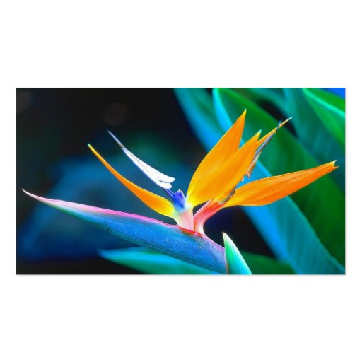 bird-of-paradise business card (back side)