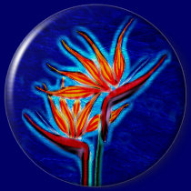 Bird of Paradise Button