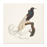 Bird of Paradise Stretched Canvas Prints