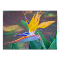 Bird of Paradise cards by kudbegud Bird of Paradise cards