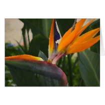 Bird of Paradise cards by olivia6217 Bird of Paradise cards