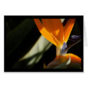 Bird-of-Paradise Card