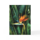 Bird of paradise card
