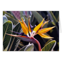 Bird of Paradise cards