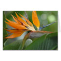 Bird of Paradise cards by mlane53 Bird of Paradise cards