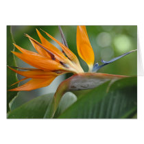 Bird of Paradise cards by mlane53 Bird of Paradise cards