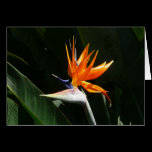 Bird of Paradise Card
