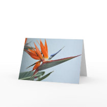 Bird of Paradise Card