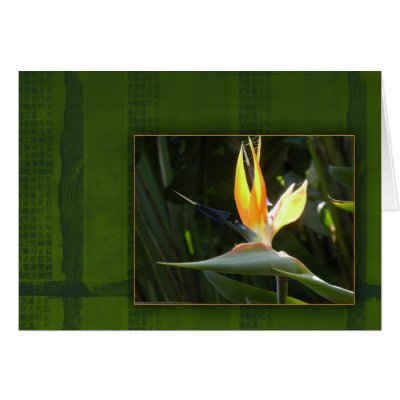 Bird of Paradise cards
