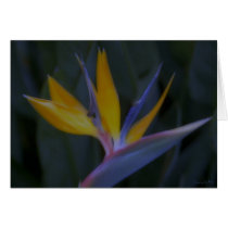 Bird of Paradise cards by JennieM Bird of Paradise cards