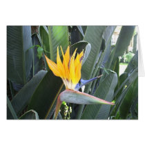 Bird of Paradise cards by TagGal Bird of Paradise cards
