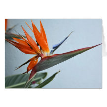 Bird of Paradise Card