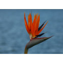 bird of paradise flower card