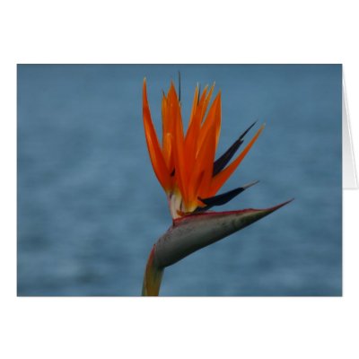 bird of paradise flower cards by cardart