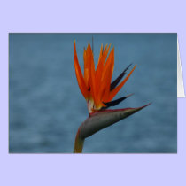 bird of paradise flower cards by cardart bird of paradise flower cards