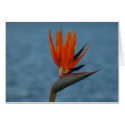 bird of paradise flower cards by cardart bird of paradise flower cards