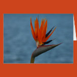 flower, paradise, strelitzia, love, south africa,