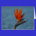 bird of paradise flower cards