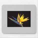 Bird-Of-Paradise Flower Mousepads