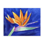 Bird-of-Paradise Flower Painting Art Postcard
