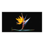 Bird of Paradise Flower Picture Card