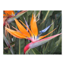 Bird Of Paradise Flower posters