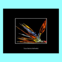 Bird of Paradise Flower Poster (Chrome Effect) posters by Artists4God Bird of Paradise Flower Poster (Chrome Effect) posters
