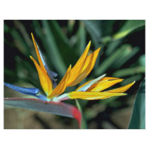 Bird of paradise flyer design