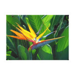 Bird of Paradise Gallery Wrap Canvas