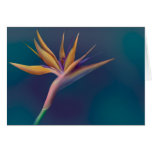 Bird of Paradise Greeting Cards